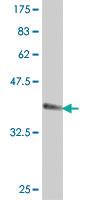 Anti-HAPLN2 Mouse Polyclonal Antibody