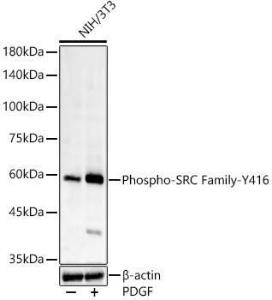 Western blot analysis of NIH/3T3, using Anti-Src (phospho Tyr416) Antibody [ARC57736] (A309701) at 1:300 dilution