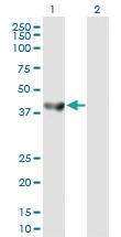 Anti-SEPT5 Mouse Polyclonal Antibody