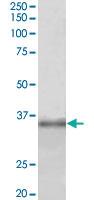 Anti-FBL Goat Polyclonal Antibody