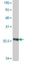 Anti-LRP1B Mouse Polyclonal Antibody