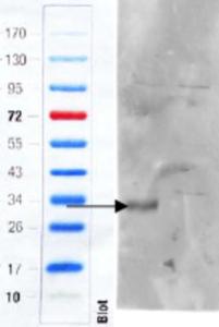 EB11876 (1 µg/ml) staining of Mouse Colon (wt, left lane, knock-out right lane)  lysate (35 µg protein in RIPA buffer). Primary incubation was 1 hour. Detected by infrared fluorescence (Odyssey). Data obtained from anonymous customer