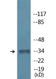 Anti-MyoD1 Rabbit Polyclonal Antibody