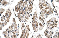 Anti-ITGB1BP2 Rabbit Polyclonal Antibody