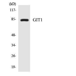 Western blot analysis of the lysates from 293 cells using Anti-GIT1 Antibody