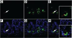 Anti-DCLK1 Rabbit Polyclonal Antibody