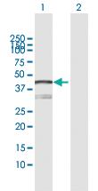 Anti-SULT2B1 Rabbit Polyclonal Antibody