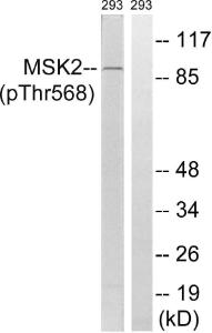 Antibody anti-MSK2 phospho THR568 100 µg