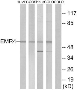 Anti-EMR4 Rabbit Polyclonal Antibody