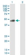 Anti-RELT Rabbit Polyclonal Antibody