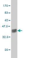 Anti-ZNF41 Mouse Monoclonal Antibody [clone: 2F9]