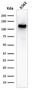 Western blot analysis of K562 cell lysate using Anti-CD43 Antibody [SPN/1094]