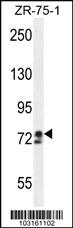 Anti-DCLK1 Rabbit Polyclonal Antibody