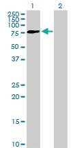 Anti-FRMD3 Mouse Polyclonal Antibody