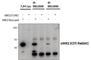 EB11929 and EB11930 (1.5ug) immunoprecipitations from lysates of MK2/MK3 double knockout MEFs, with (third and fifth lanes) and without (fourth and sixth lanes) rescued MK2 expression through retroviral transduction. The corresponding lysates (first and s