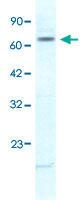 Anti-KCNH6 Rabbit Polyclonal Antibody