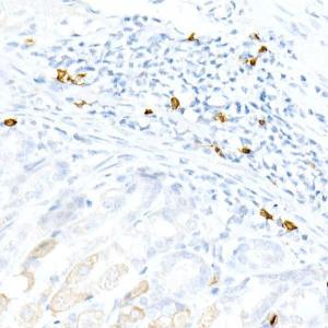 Immunohistochemistry analysis of paraffin-embedded mouse stomach using Anti-CD3 epsilon Antibody [ARC51750] (A308227) at a dilution of 1:1,000 (40x lens). Perform high pressure antigen retrieval with 10 mM citrate buffer pH 6.0 before commencing with IHC staining protocol.