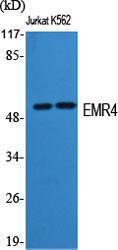 Anti-EMR4 Rabbit Polyclonal Antibody