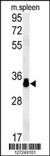 Anti-MURC Rabbit Polyclonal Antibody