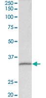 Anti-FBL Goat Polyclonal Antibody