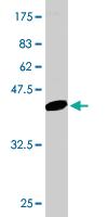 Anti-FIS1 Mouse Monoclonal Antibody [clone: 3G6]