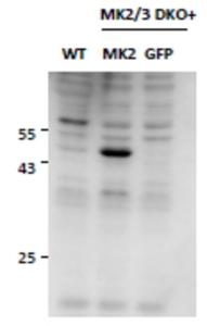 EB11929 (0.5 µg/ml) staining of MEF lysates (35 µg protein in RIPA buffer), from double KO mice in second and third lanes and rescued by introduction of MK2 gene in second lane. Primary incubation was 2 hour. Detected by chemiluminescence.