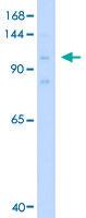 Anti-MCM8 Rabbit Polyclonal Antibody