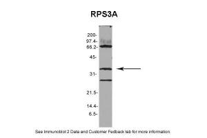 Anti-RPS3A Rabbit Polyclonal Antibody