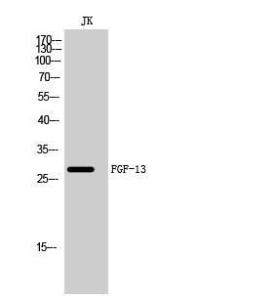 Western blot analysis of JK cells using Anti-FGF13 Antibody