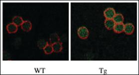 Anti-STK17B Rabbit Polyclonal Antibody