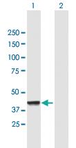 Anti-CNP Mouse Polyclonal Antibody