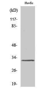 Western blot analysis of various cells using Anti-MRGRG Antibody