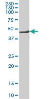 Anti-CNP Mouse Polyclonal Antibody