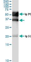 Anti-SULT2B1 Rabbit Polyclonal Antibody