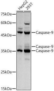 Western blot analysis of extracts of various cell lines, using Anti-Caspase-9 Antibody (A12599) at 1:1000 dilution