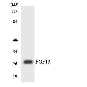 Anti-FGF13 antibody