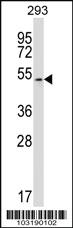 Anti-MAPK10 Rabbit Polyclonal Antibody