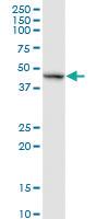 Anti-RELT Rabbit Polyclonal Antibody