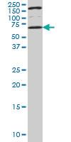 Anti-UCKL1 Mouse Monoclonal Antibody [clone: 8D4]