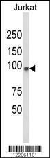 Anti-PLCL1 Rabbit Polyclonal Antibody (HRP (Horseradish Peroxidase))