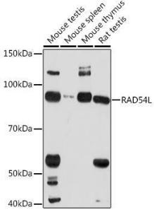 Anti-RAD54 Rabbit Polyclonal Antibody