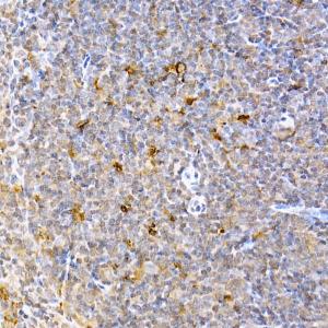 Immunohistochemistry analysis of paraffin-embedded mouse spleen using Anti-Caspase-9 Antibody (A12599) at a dilution of 1:50 (40x lens). Perform high pressure antigen retrieval with 10 mM citrate buffer pH 6.0 before commencing with IHC staining protocol