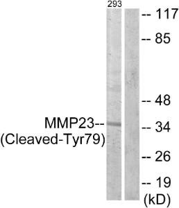 Western blot analysis of lysates from 293 cells, treated with etoposide 25uM 1h using Anti-MMP23 (cleaved Tyr79) Antibody. The right hand lane represents a negative control, where the antibody is blocked by the immunising peptide