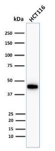 Western blot analysis of human HCT116 cell lysate using Anti-Cytokeratin 18 Antibody [Cocktail KRT18]