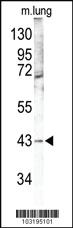 Anti-MAPK12 Rabbit Polyclonal Antibody