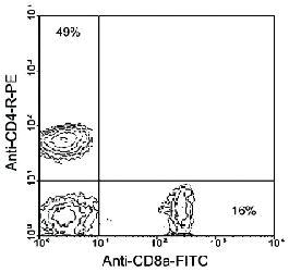 Anti-CD4 Rat Monoclonal Antibody (Cy5®) [clone: GK1.5]