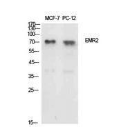 Western blot analysis of extracts from MCF7, PC12 cells using Anti-EMR2 Antibody