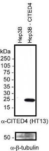 Anti-LPIN1 Rabbit Polyclonal Antibody (DyLight® 488)