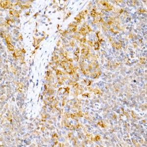 Immunohistochemistry analysis of paraffin-embedded rat spleen using Anti-Caspase-9 Antibody (A12599) at a dilution of 1:50 (40x lens). Perform high pressure antigen retrieval with 10 mM citrate buffer pH 6.0 before commencing with IHC staining protocol