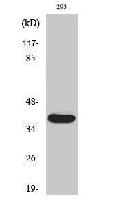 Western blot analysis of various cells using Anti-MMP23 (cleaved Tyr79) Antibody